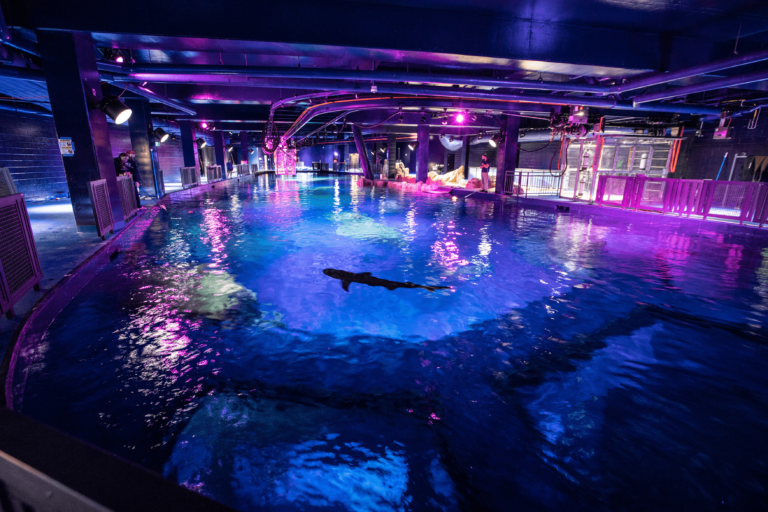 Swimmer gliding through water in an illuminated indoor pool at night.