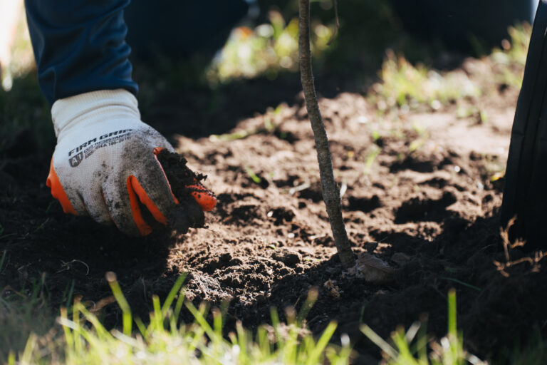 A person wearing garden gloves plants a small tree sapling in soil, with surrounding grass, as part of an initiative supported by Brasfield & Gorrie.