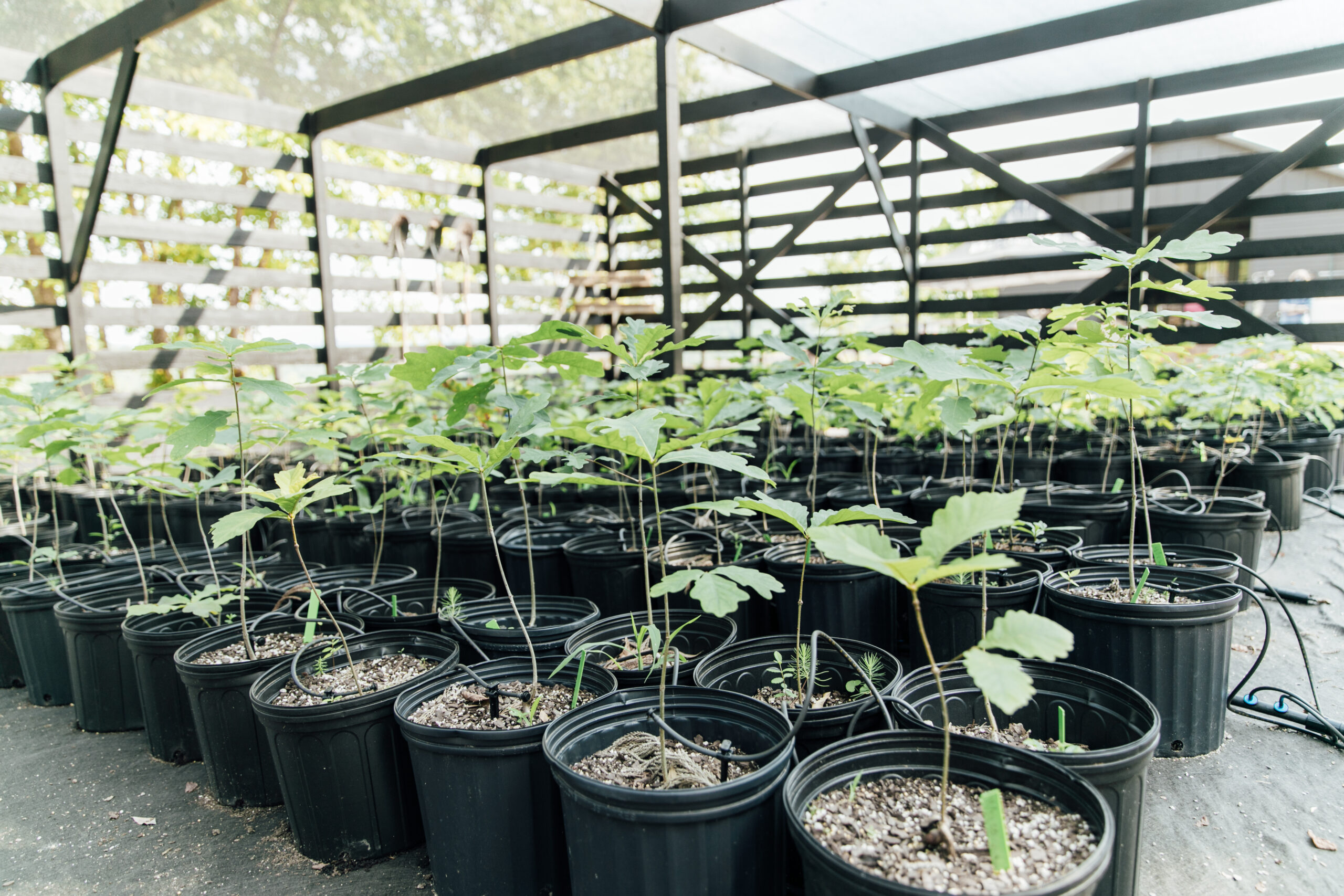 Rows of young tree saplings in black nursery pots under a shaded greenhouse structure.